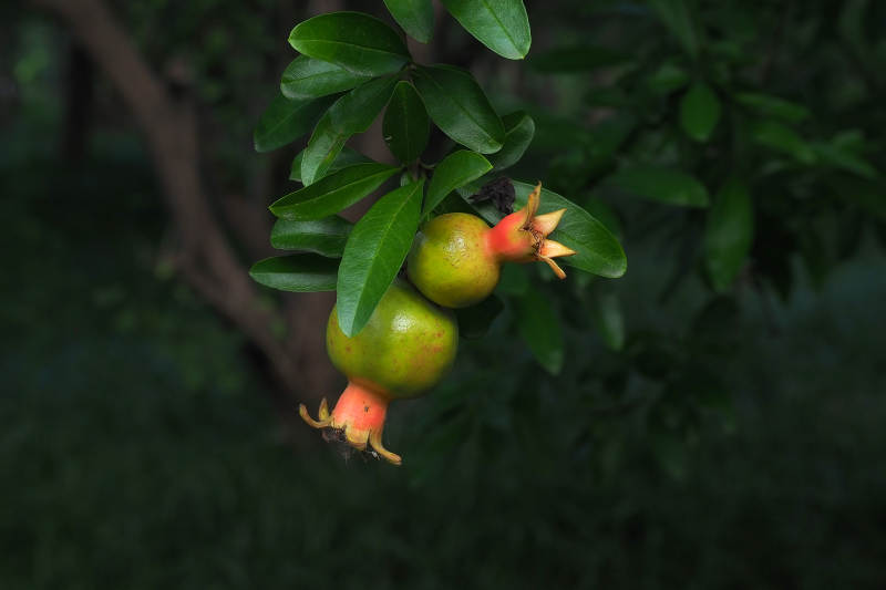 枝头上的石榴果实图片