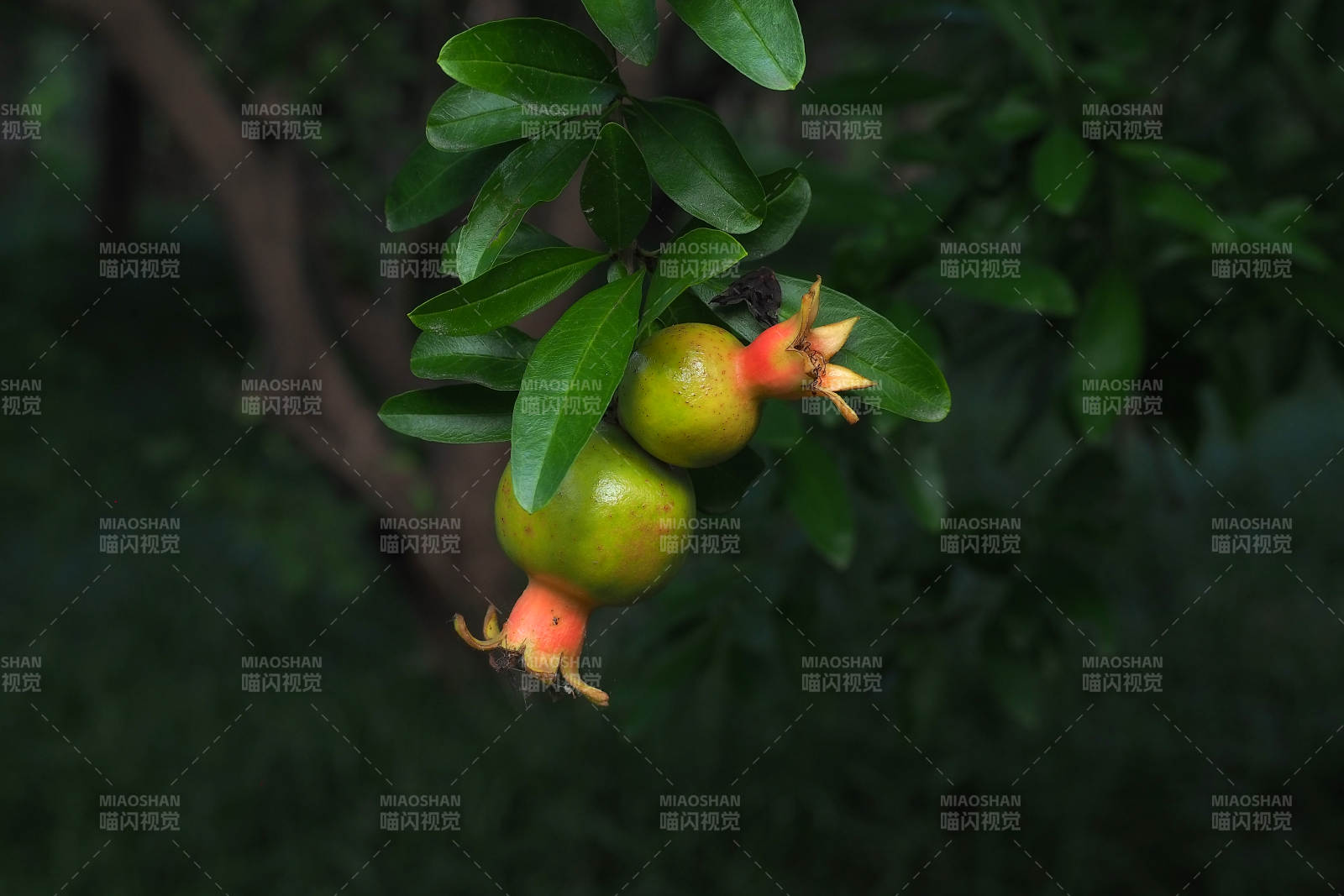 枝头上的石榴果实图片