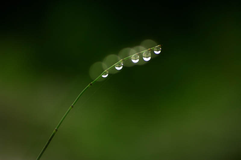 晨露晶莹 草尖轻垂图片