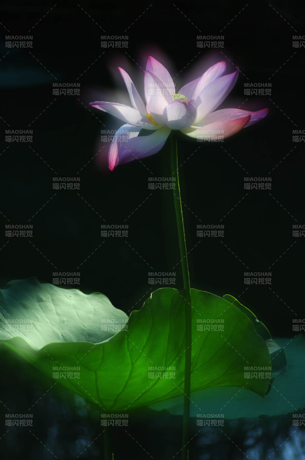 莲花映月 静谧之美图片