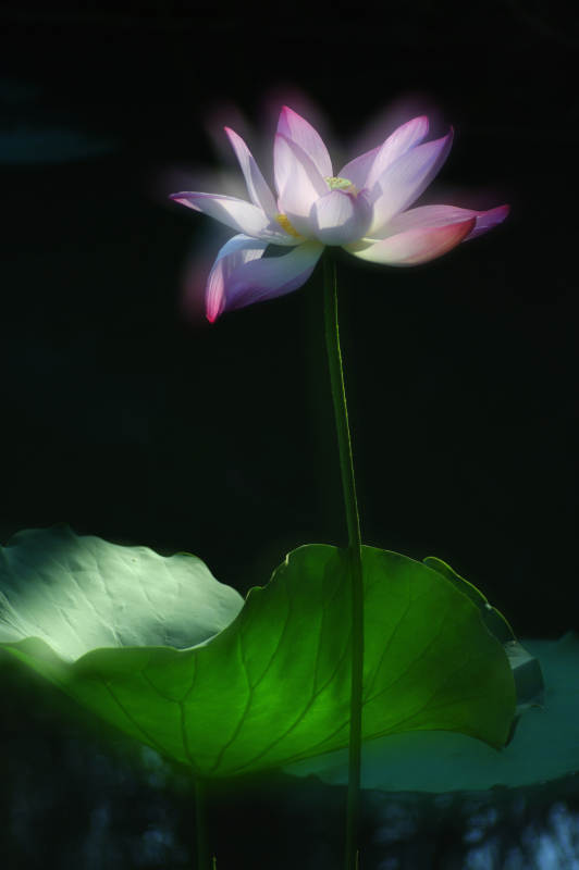 莲花映月 静谧之美图片