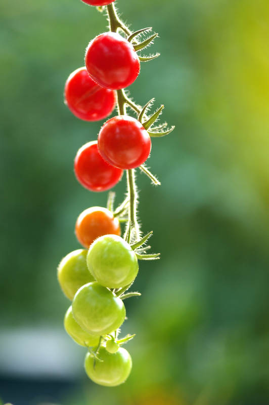 枝头上的小番茄图片