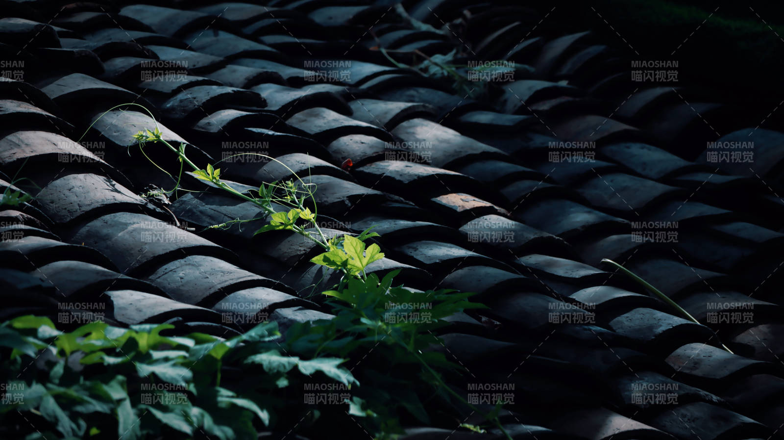 青瓦上的绿意生机图片