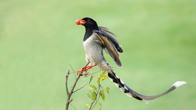 红嘴蓝鹊栖枝头图片