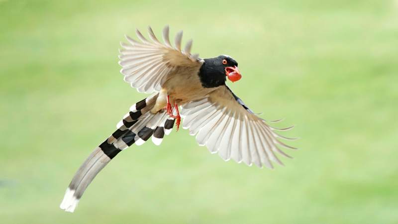 飞翔的蓝鹊鸟图片