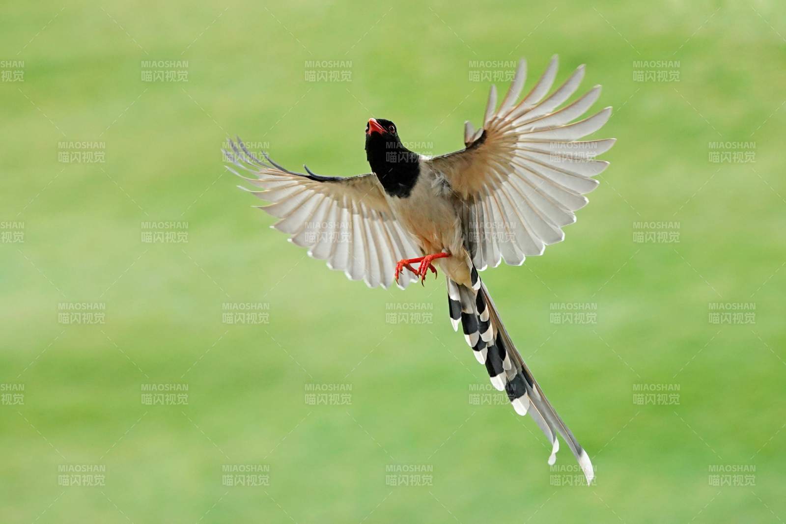 飞翔的红嘴蓝鹊图片