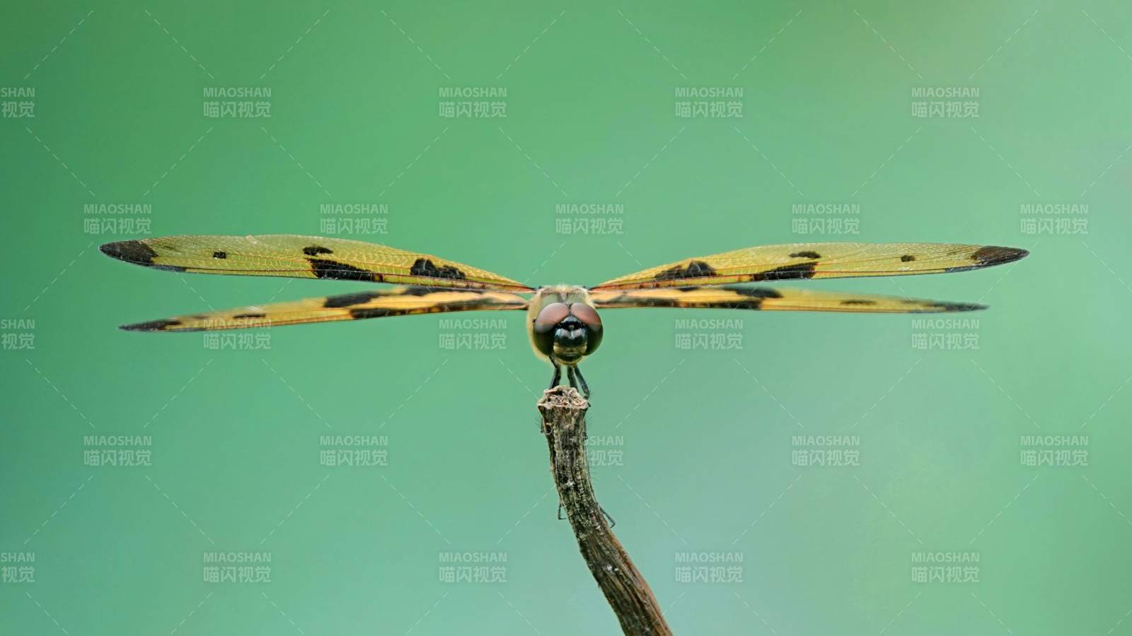 蜻蜓栖枝 静谧自然之美图片