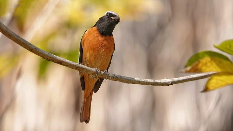 橙色小鸟栖息枝头图片