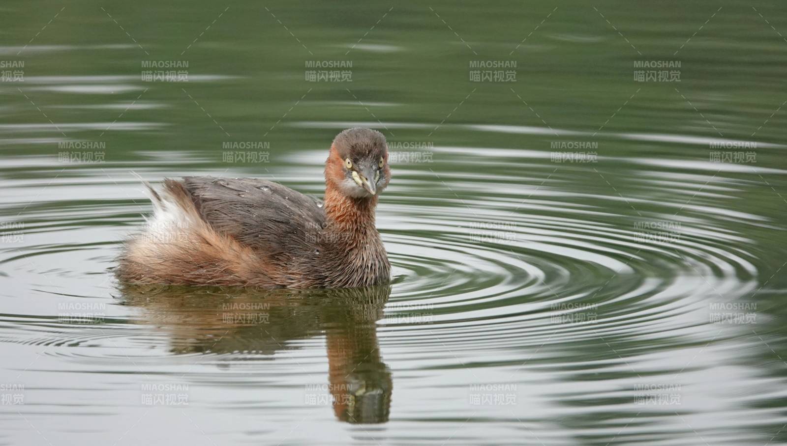 水面上的小鸊鹈图片