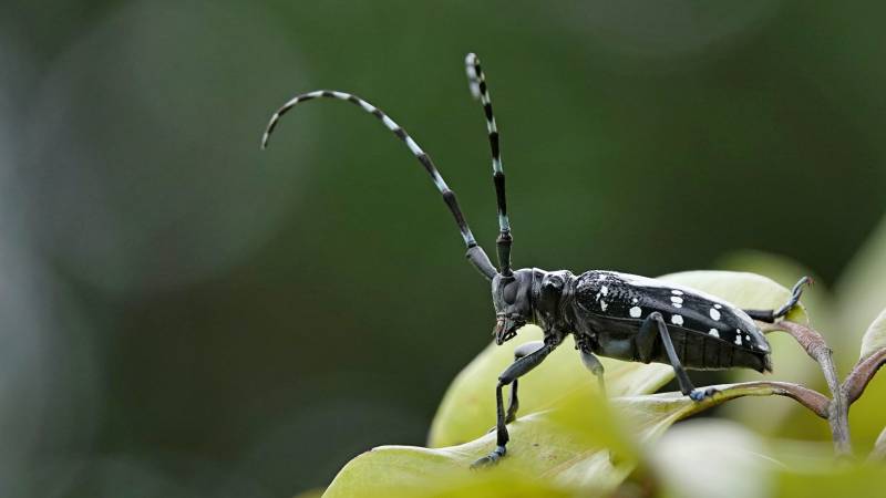 长角天牛栖息绿叶上图片
