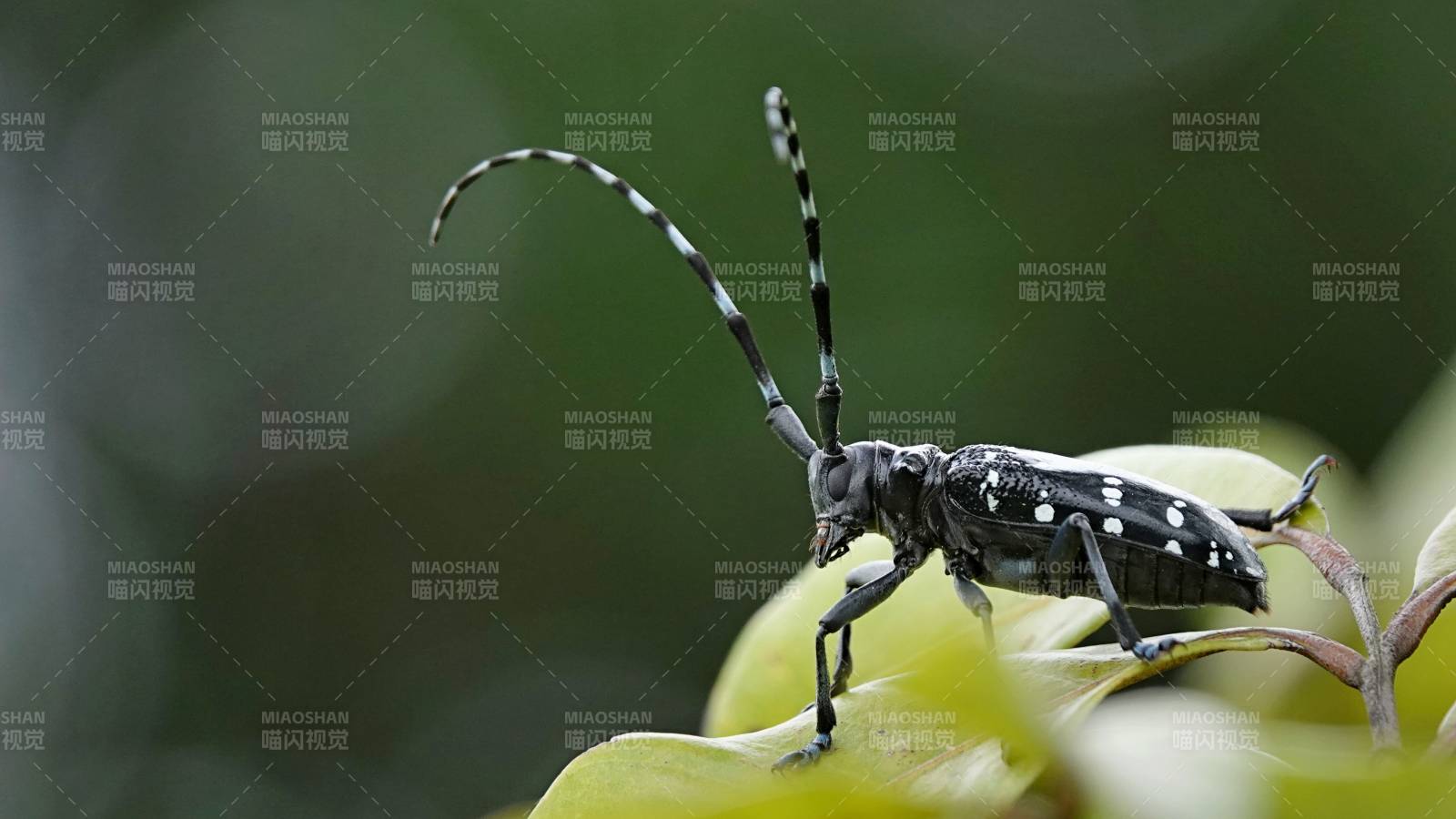 长角天牛栖息绿叶上图片