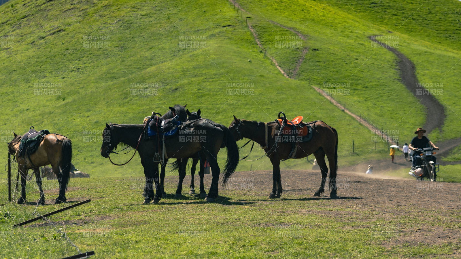 草原上的马群与牧人图片
