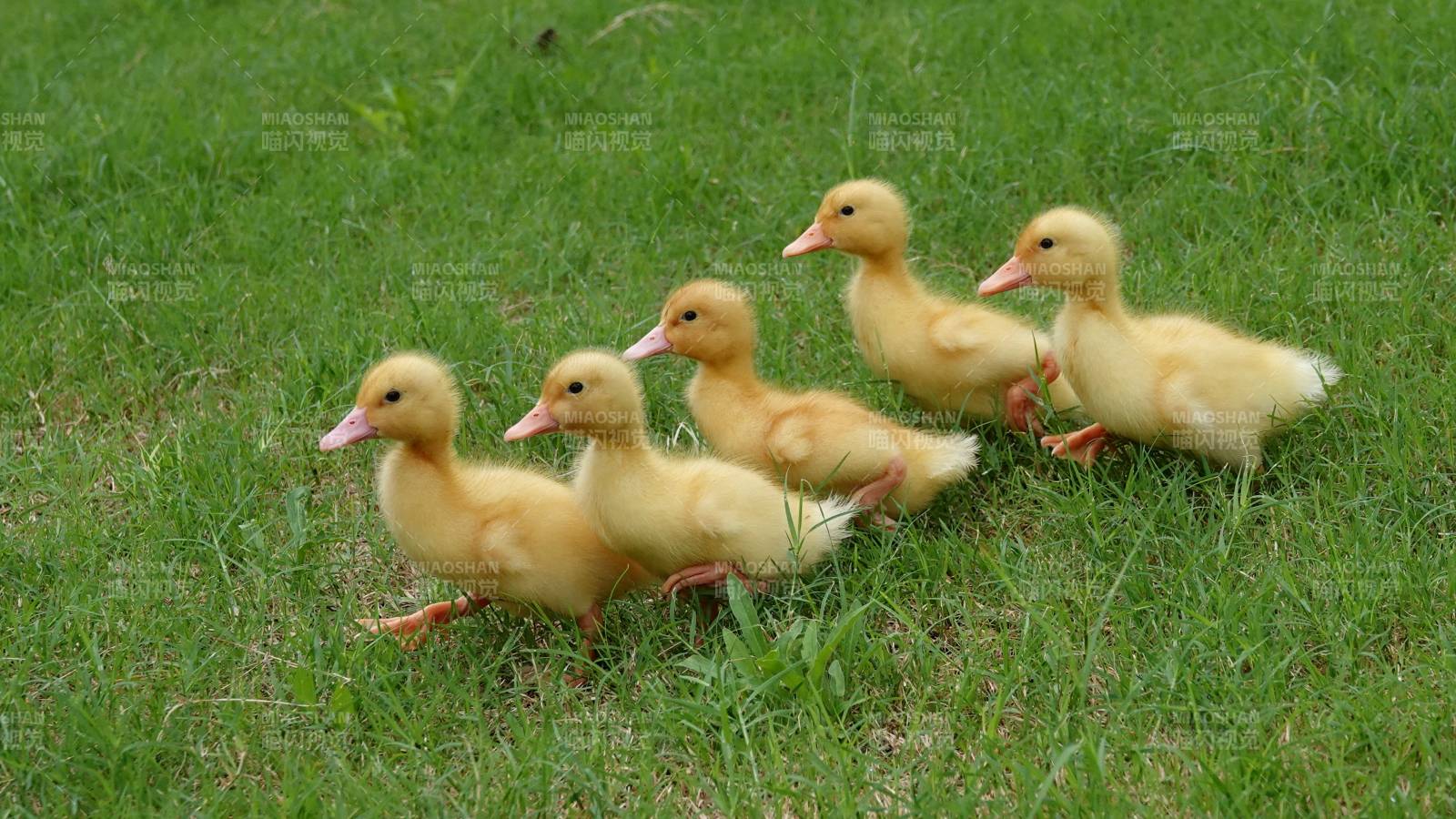 五只小鸭在草地上散步图片