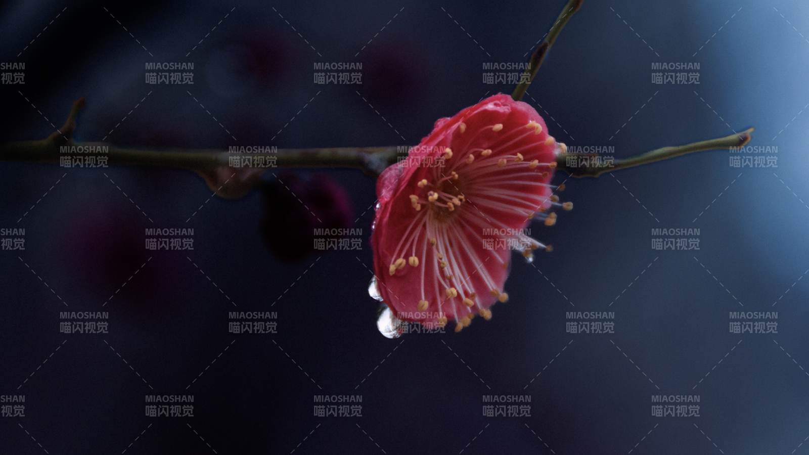 冬日红梅傲霜绽放图片