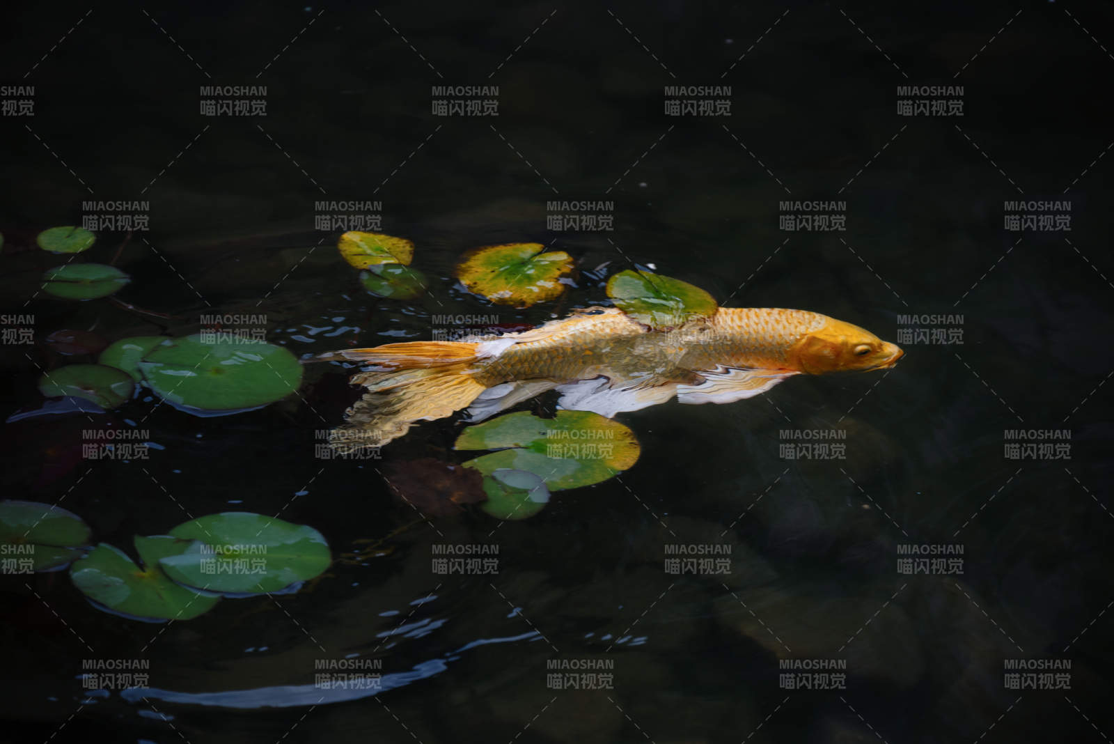 池塘中的金鱼与荷叶图片