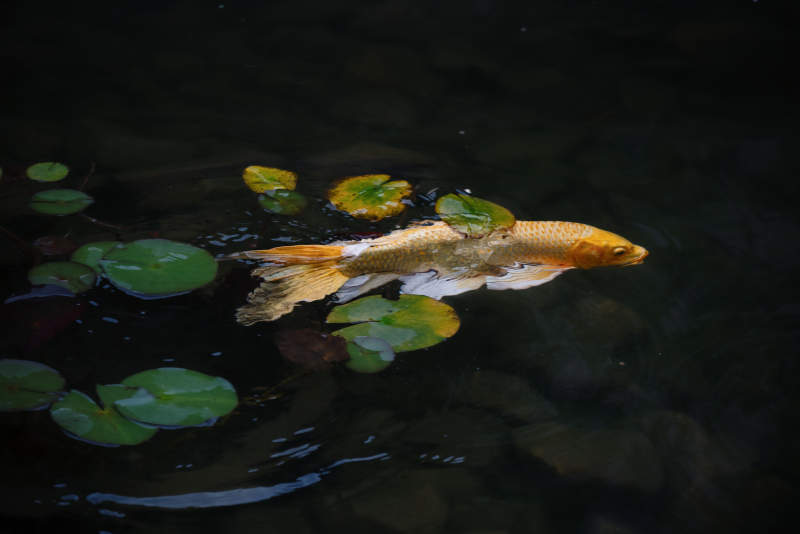 池塘中的金鱼与荷叶图片