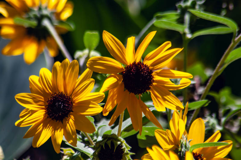 阳光下的向日葵花丛图片