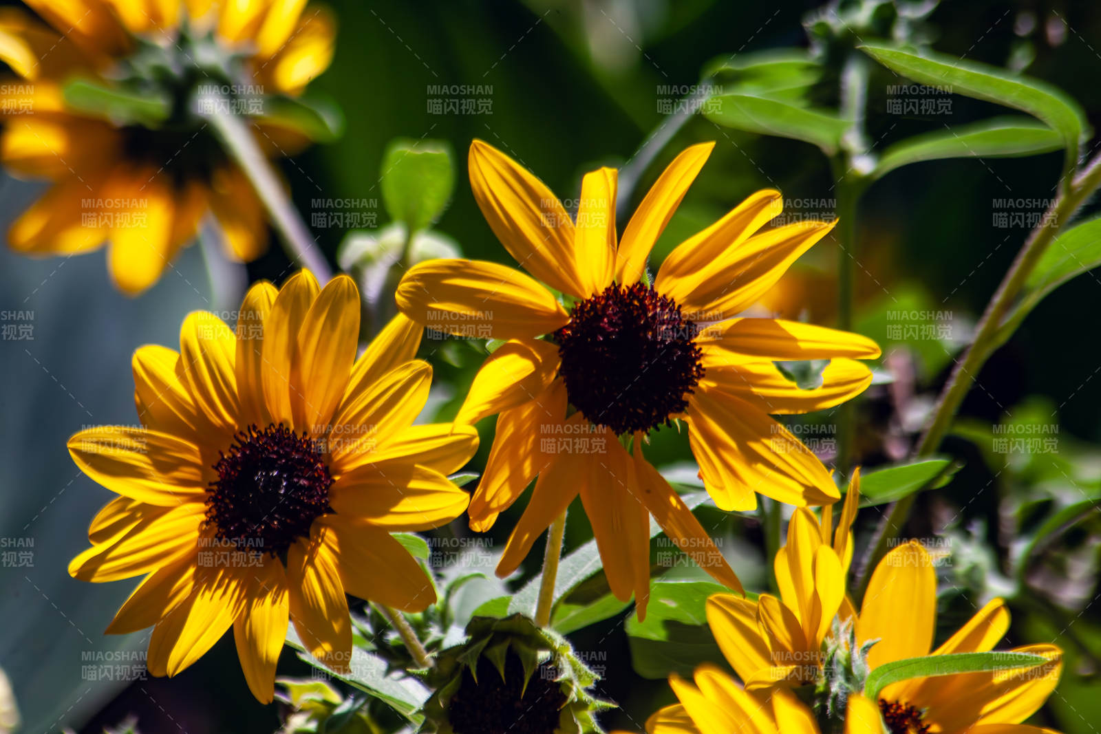 阳光下的向日葵花丛图片