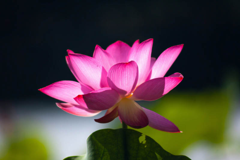 粉红莲花映日开图片