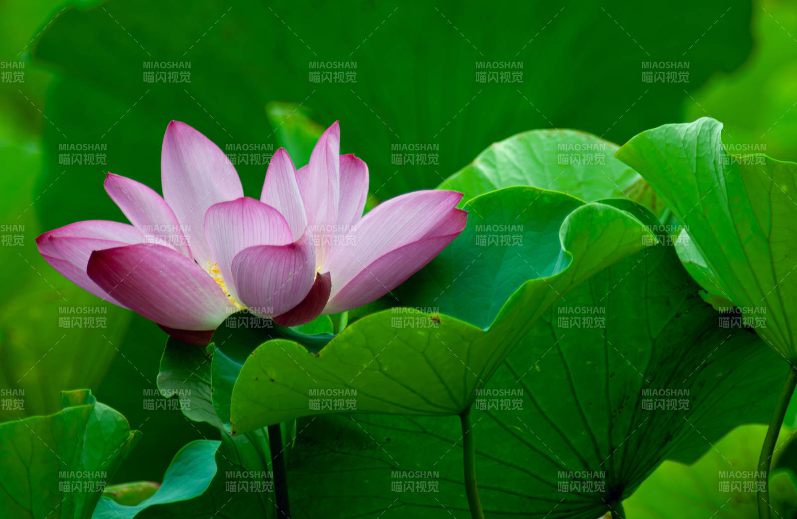 荷花绽放 绿叶相伴图片