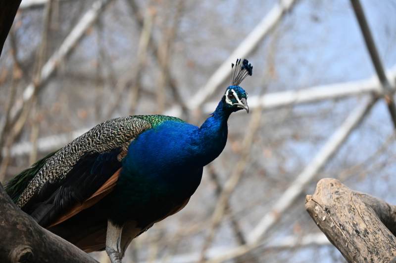 蓝孔雀栖息于树枝上图片