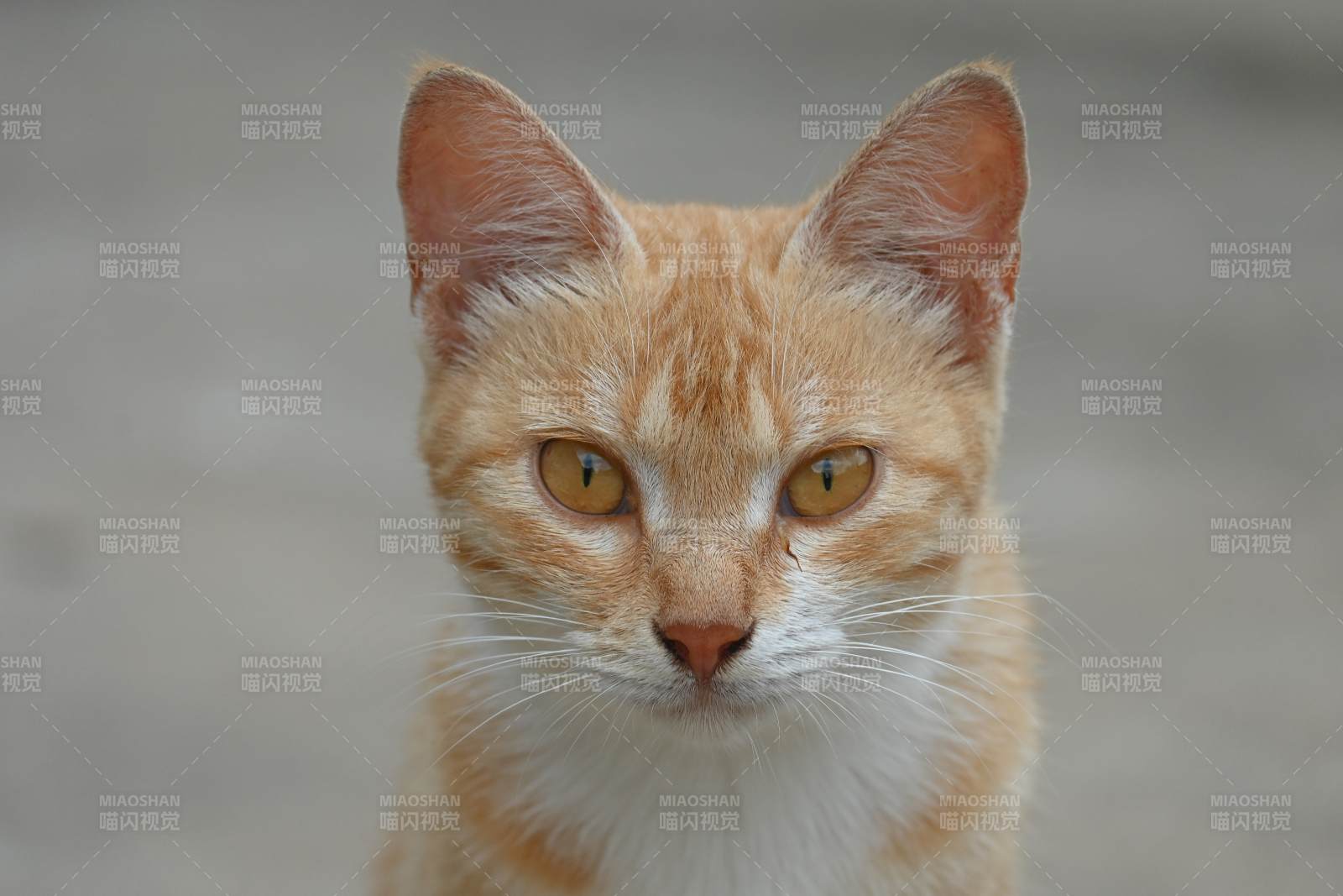 橙色猫咪的凝视图片