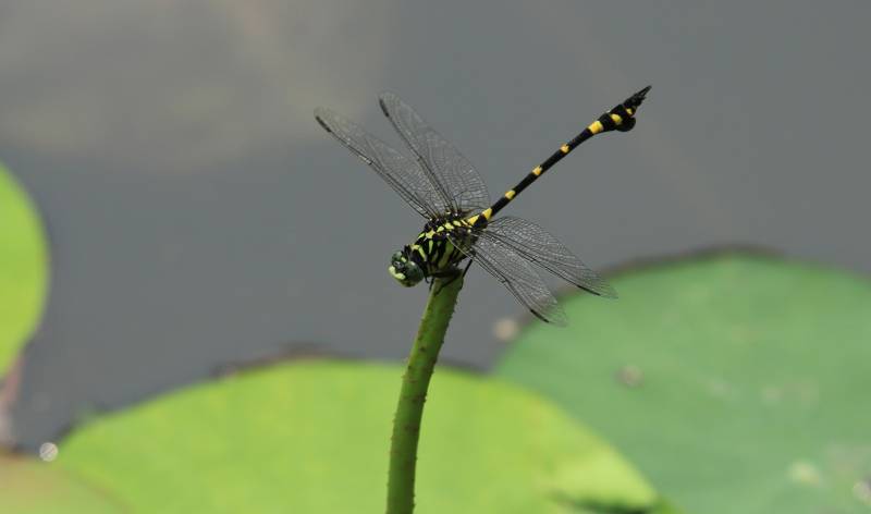 荷叶上的蜻蜓静止图图片