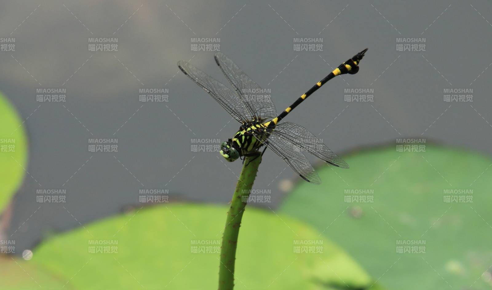 荷叶上的蜻蜓静止图图片