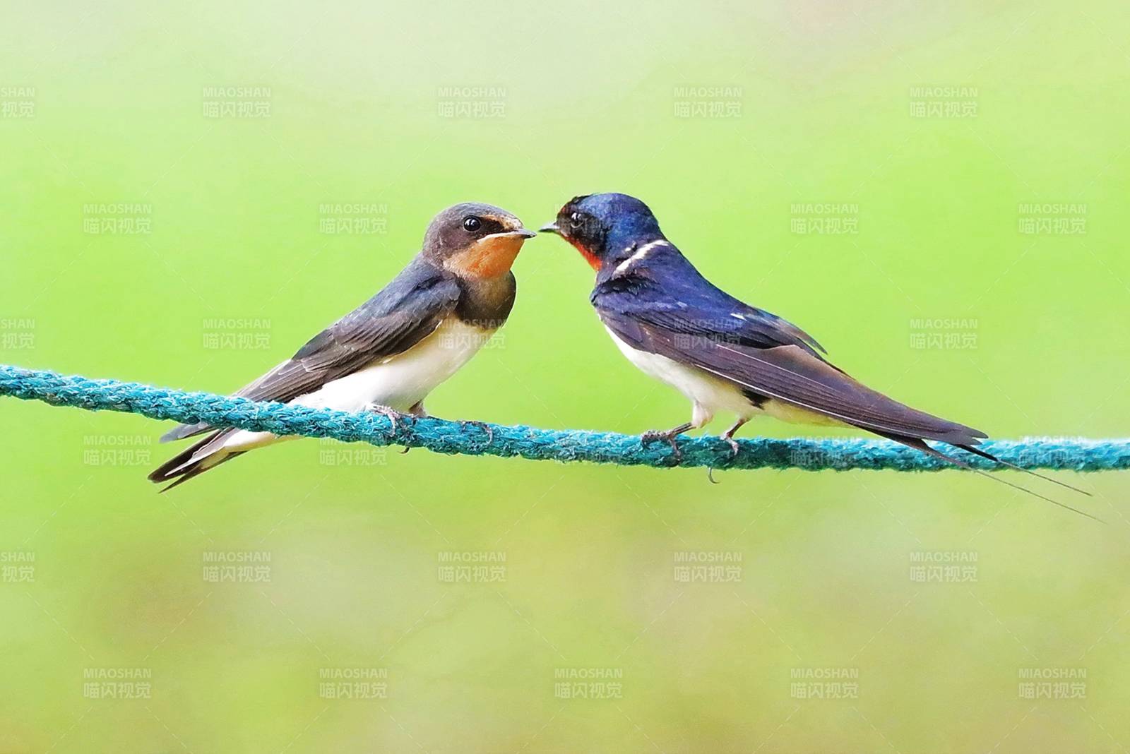 燕子相依 情意绵绵图片