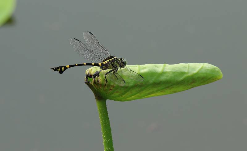 蜻蜓停歇绿叶上图片