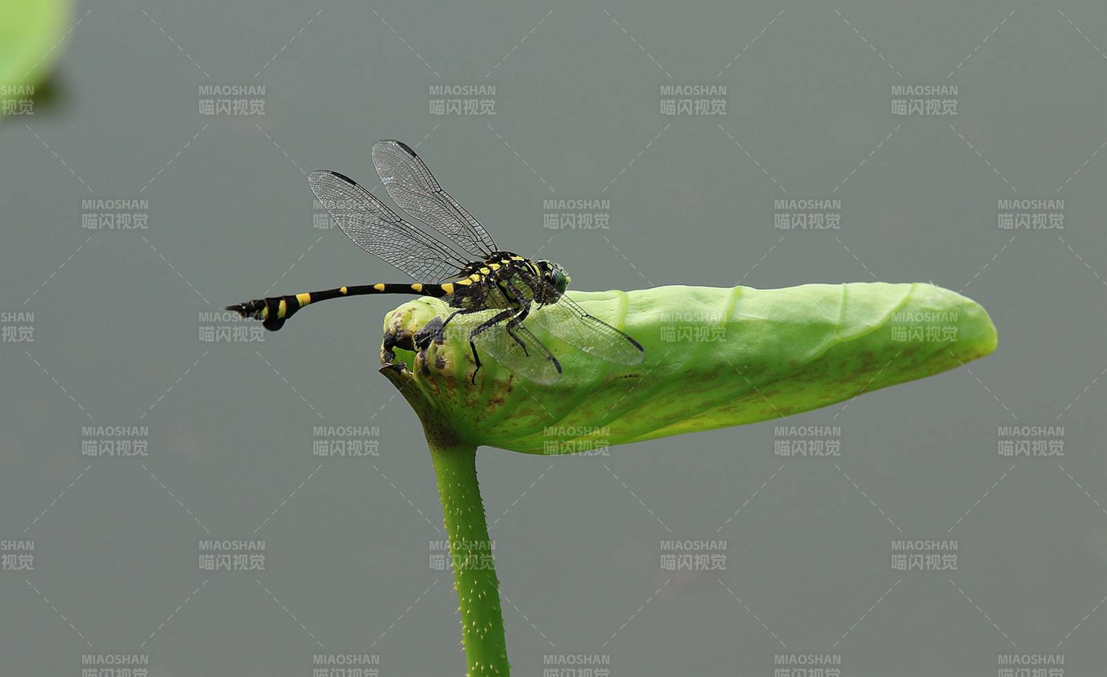 蜻蜓停歇绿叶上图片
