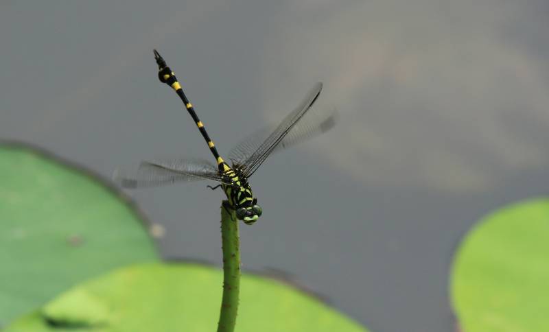荷叶上的蜻蜓静止图景图片