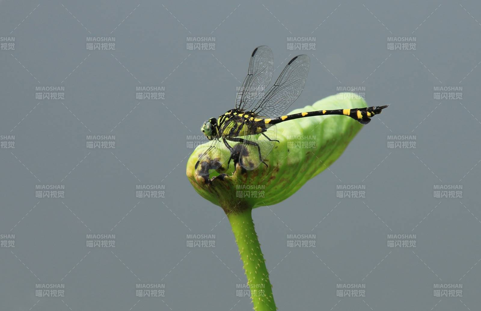 蜻蜓停歇在荷叶上图片