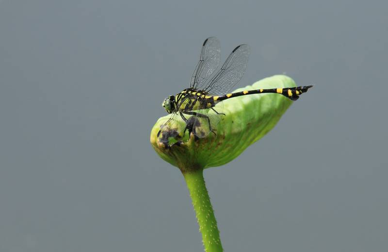蜻蜓停歇在荷叶上图片