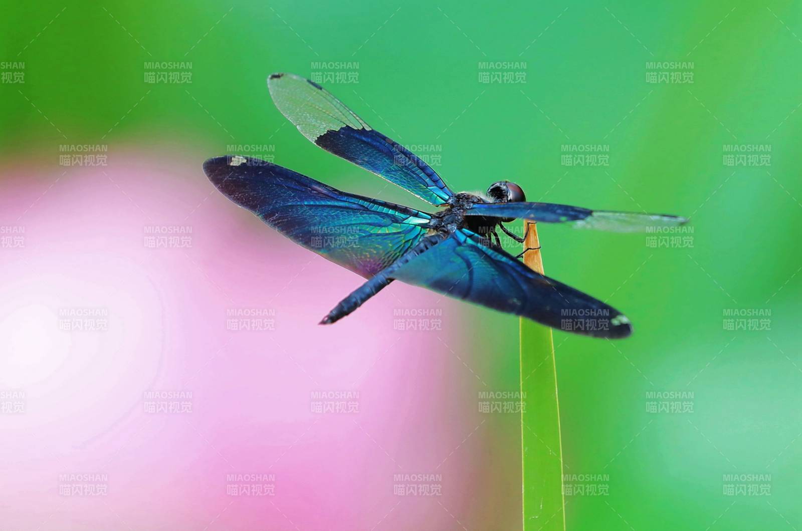 黑翅蜻蜓静栖枝头图片