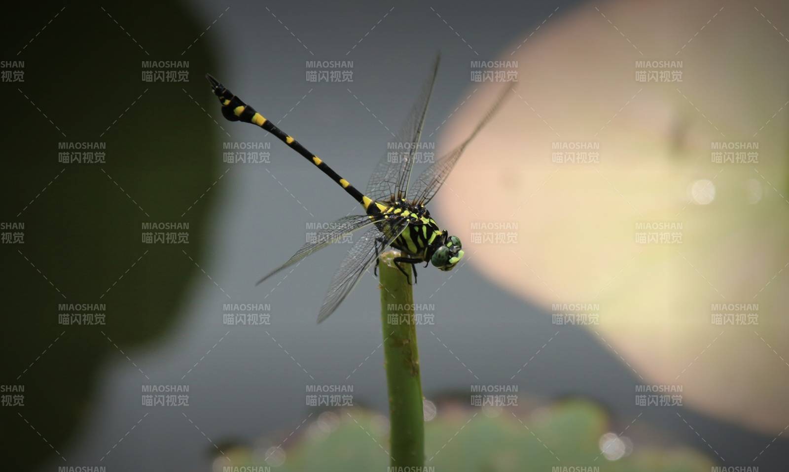 蜻蜓停驻绿茎之上图片