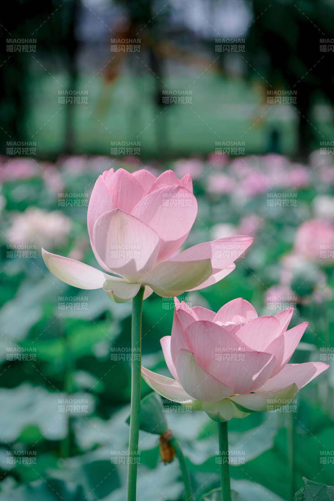 粉色莲花静谧绽放图片