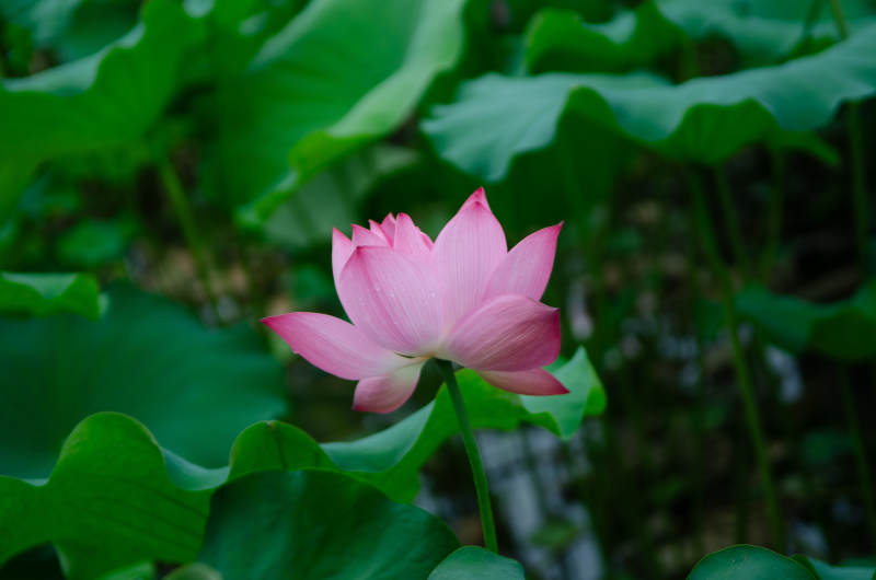 池中莲花静绽放图片