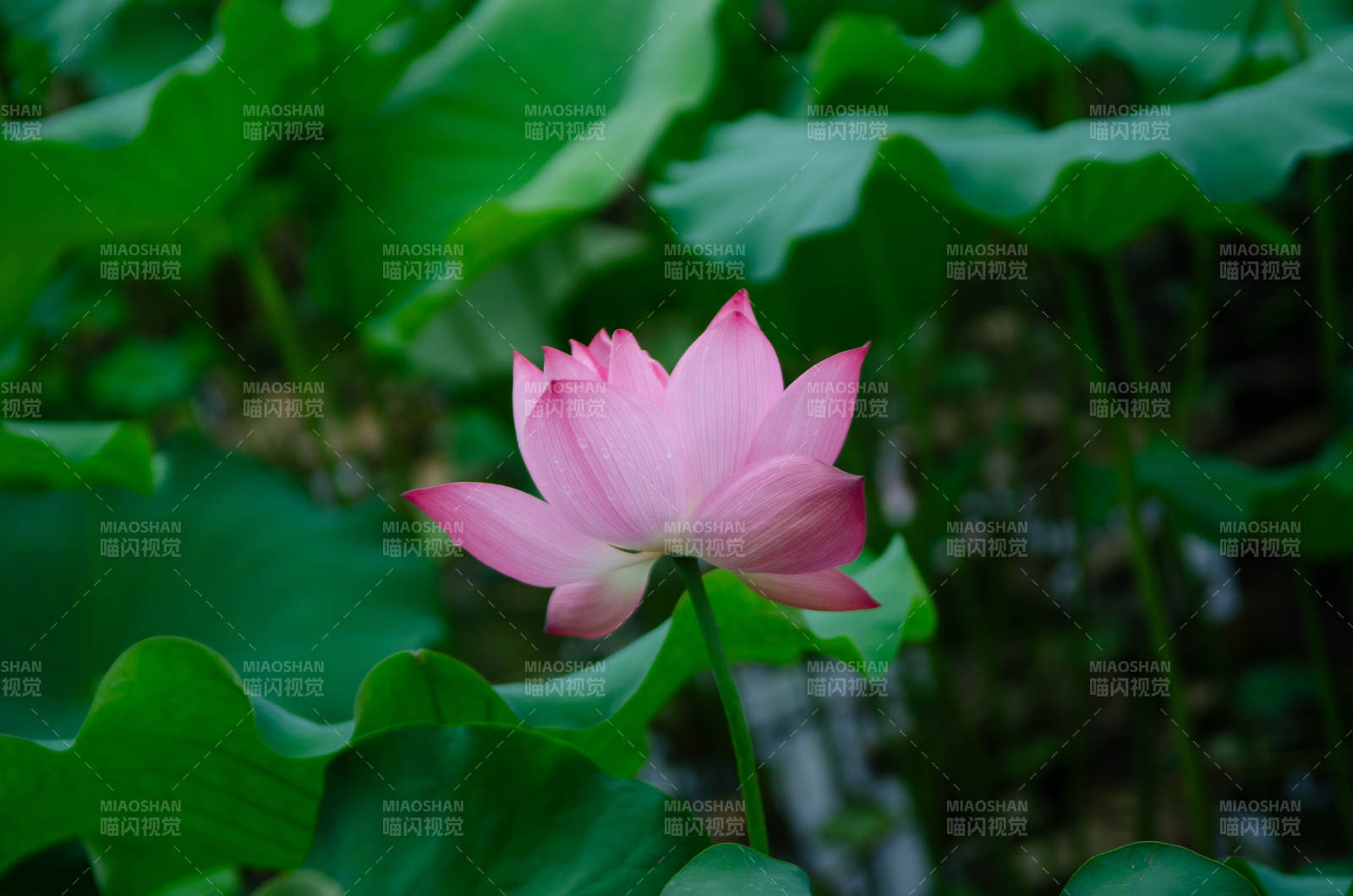 池中莲花静绽放图片