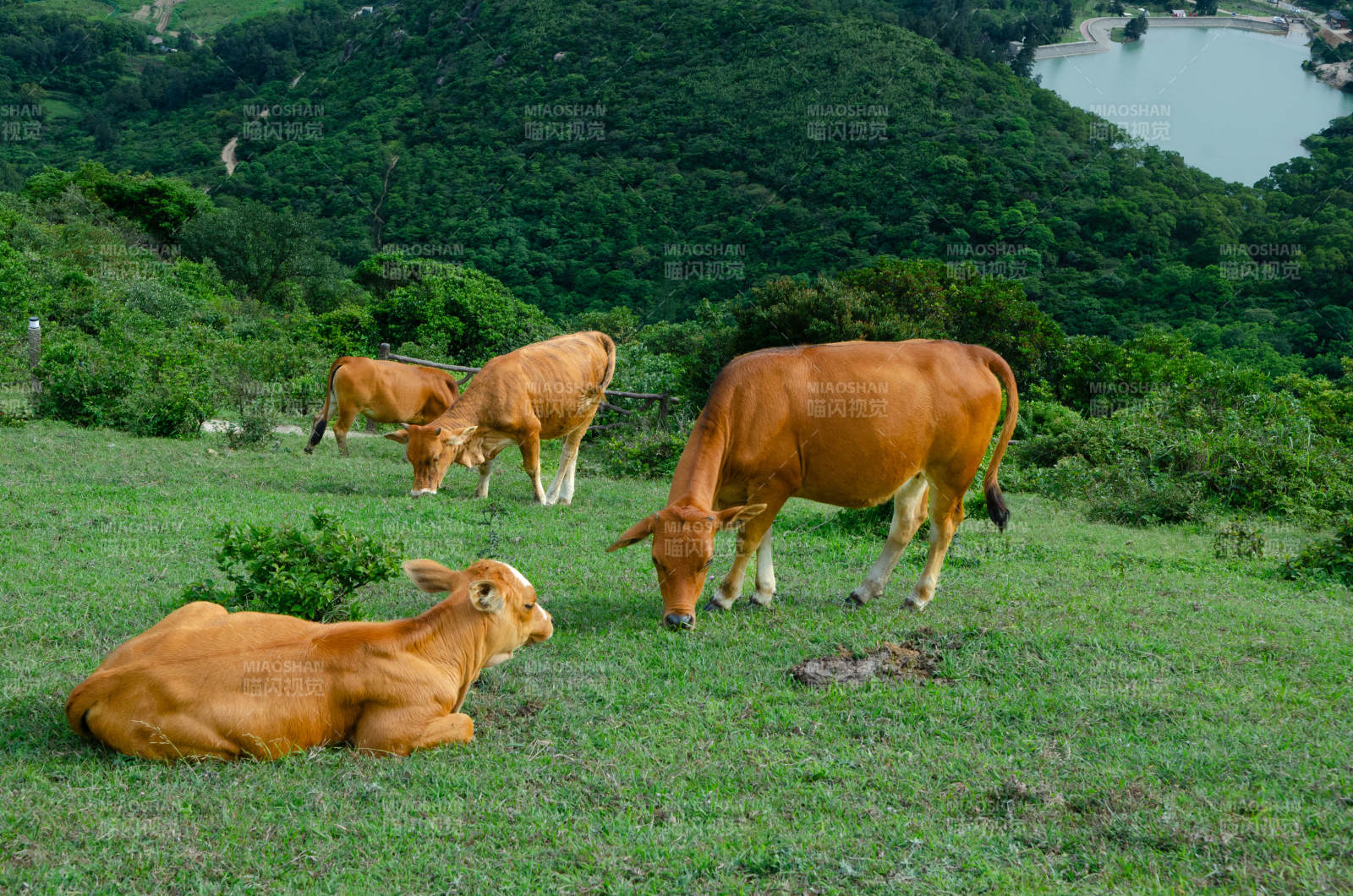 山间草地上的牛群图片