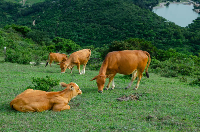 山间草地上的牛群图片