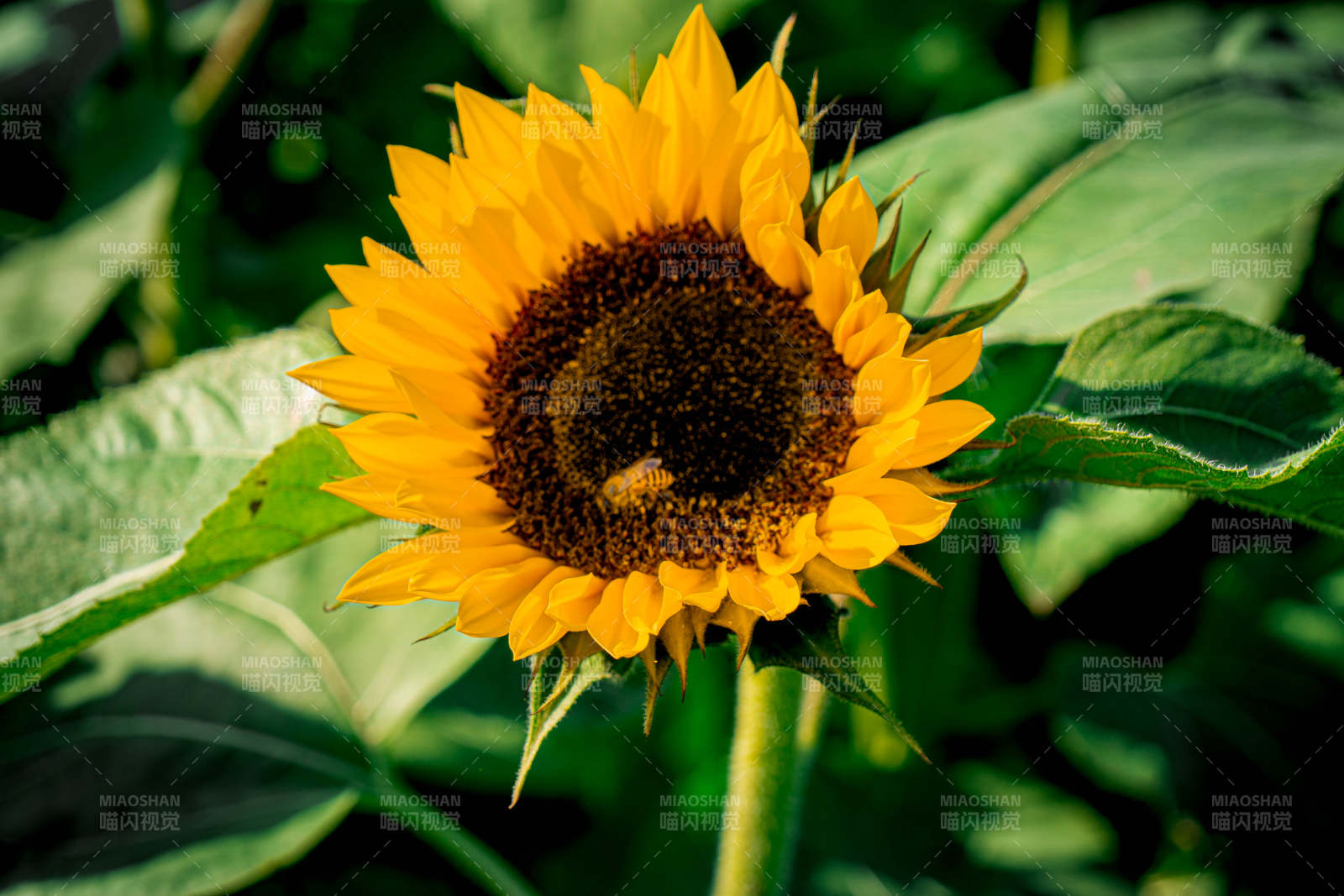 向日葵的明媚时光图片