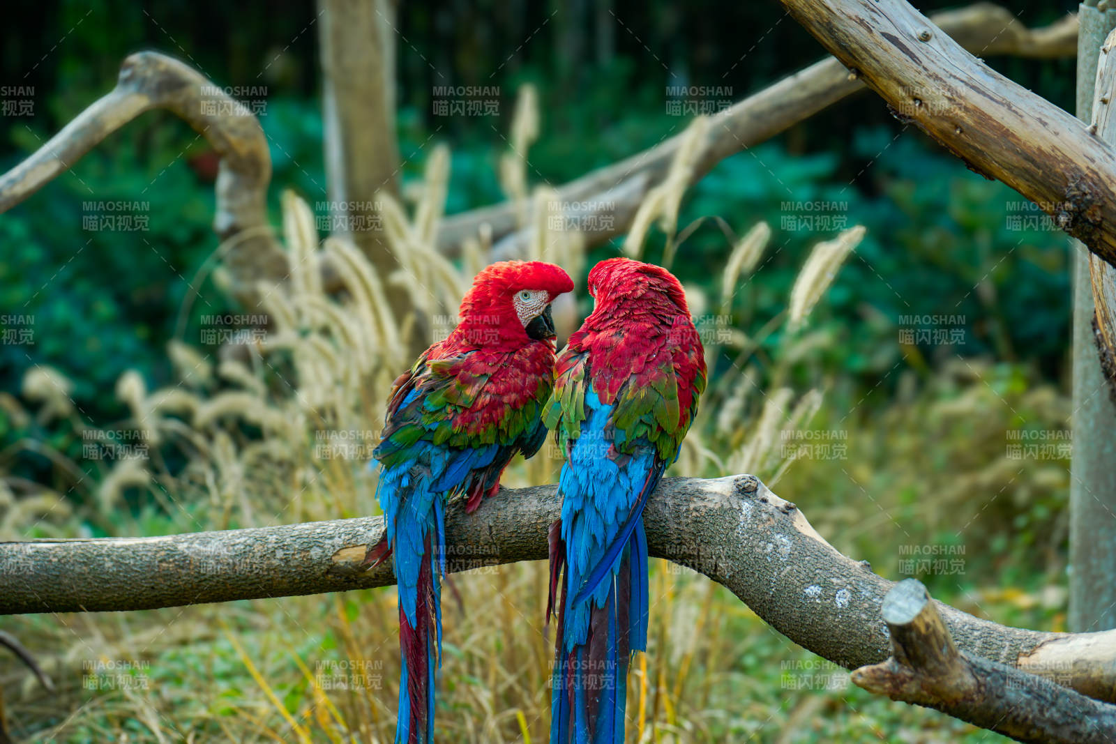 双鹦鹉栖枝共语情深图片