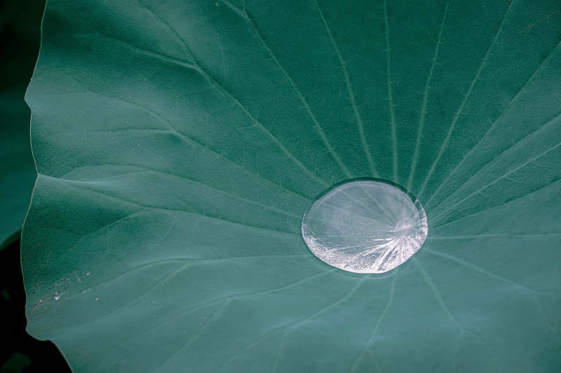 荷叶上的水珠图片
