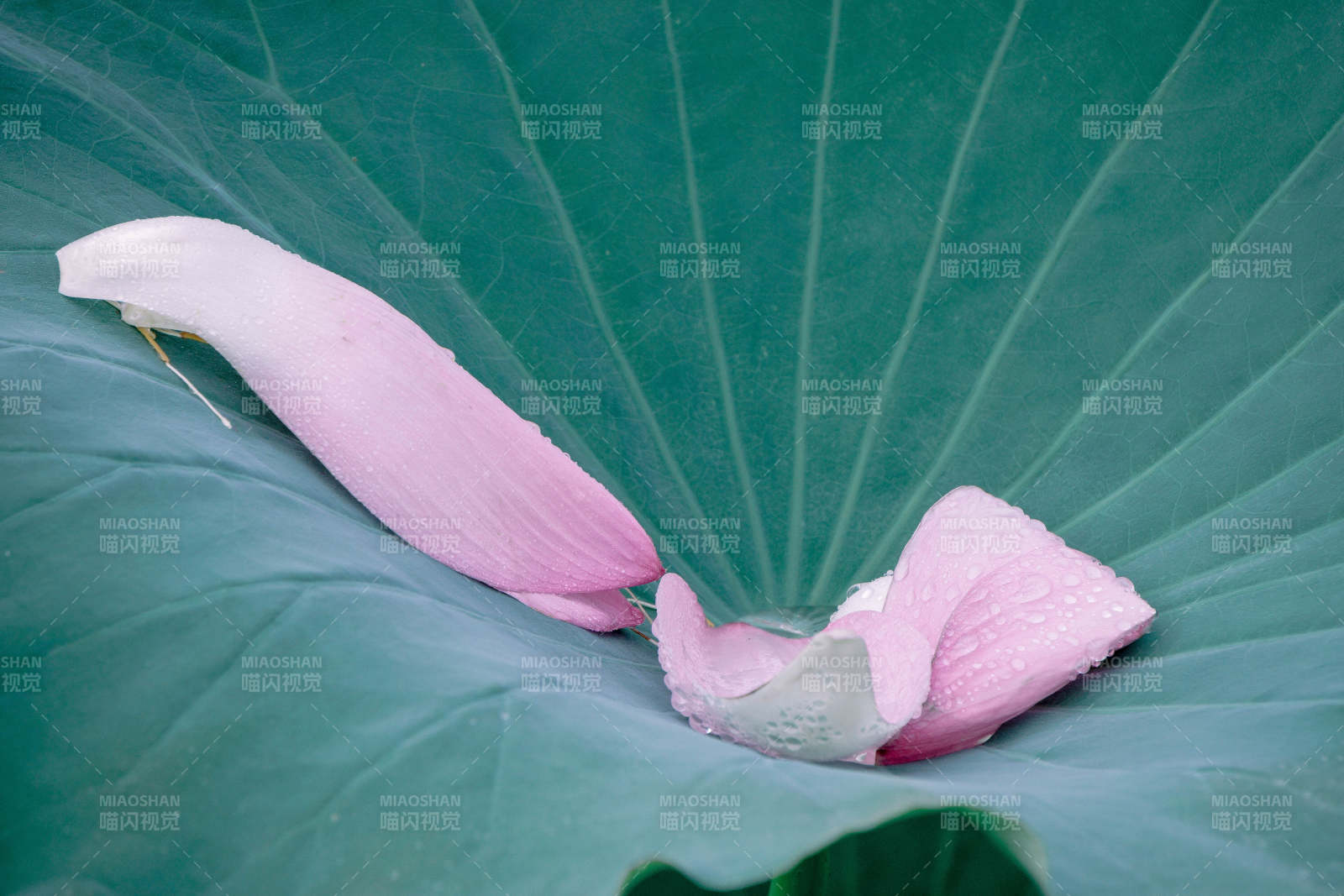 荷叶上的粉色花瓣图片