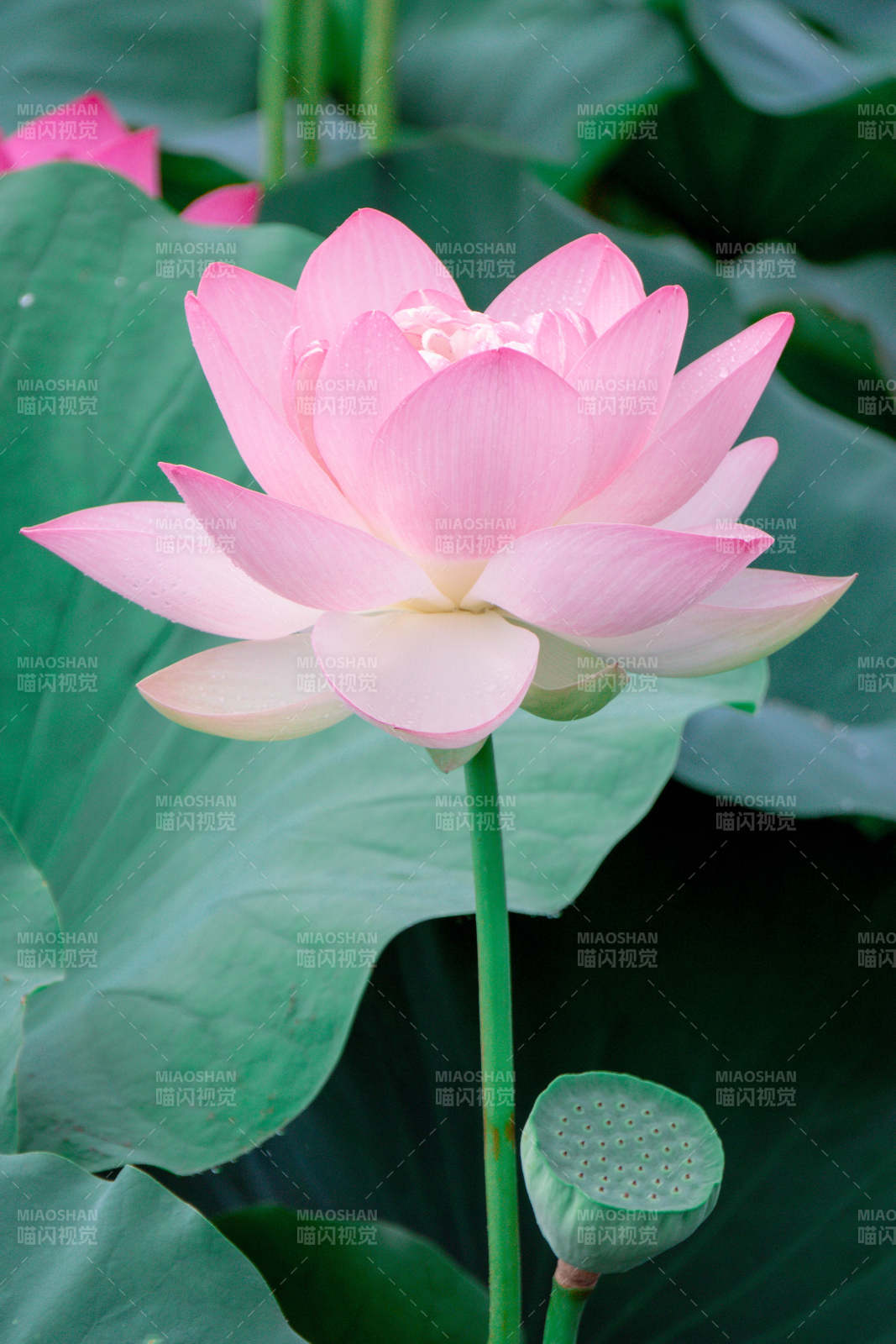 粉嫩莲花映绿叶图片