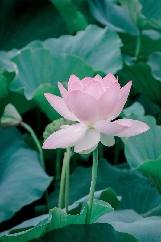 粉莲静谧 绿叶相伴图片