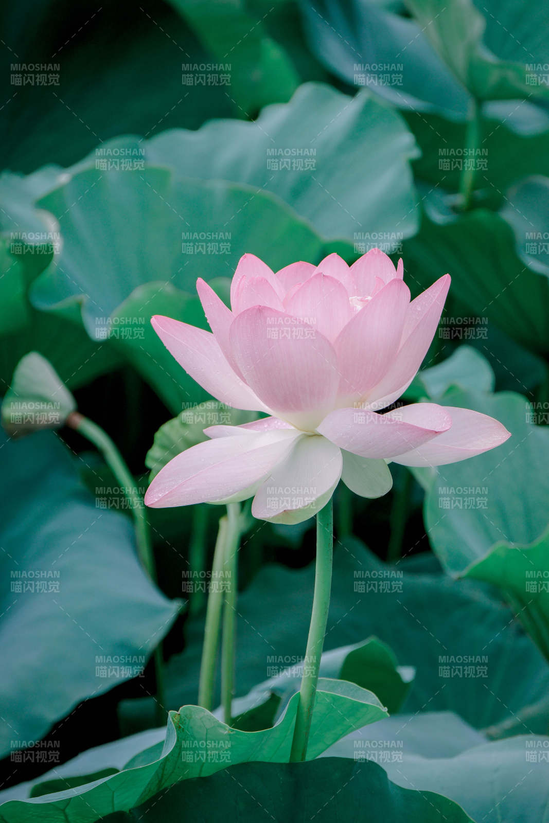 粉莲静谧 绿叶相伴图片