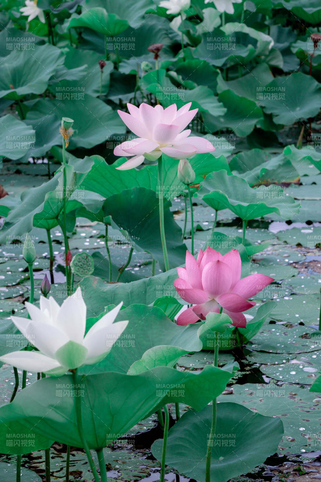 荷塘月色 莲花盛开图片