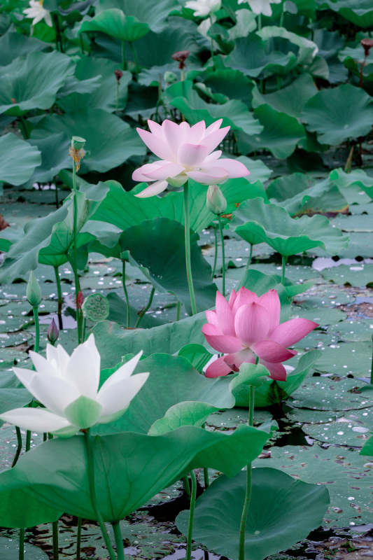 荷塘月色 莲花盛开图片